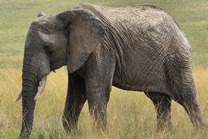 6 Days Kenya Budget Safari Masai Mara Lake Nakuru and Amboseli