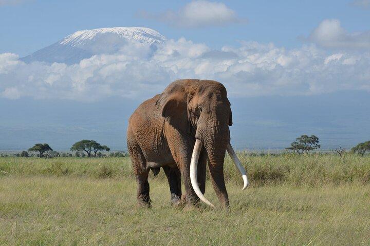 6 Days Kenya Budget Safari Masai Mara Lake Nakuru and Amboseli