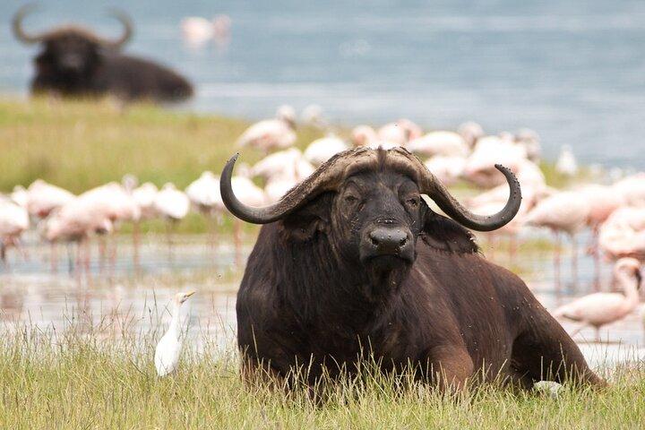 6 Days Kenya Budget Safari Masai Mara Lake Nakuru and Amboseli