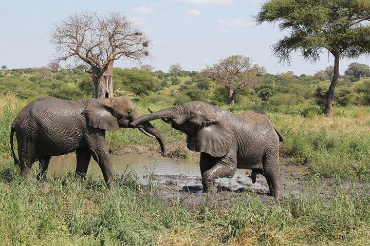 5 Days Mid range Tanzania Safari