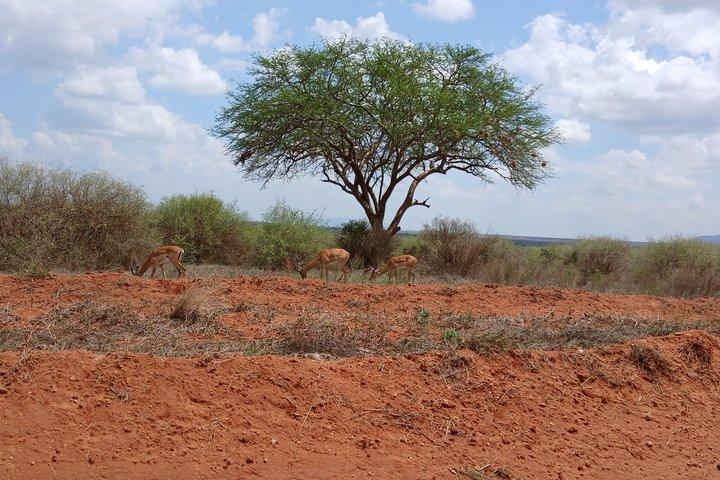 Explore Amboseli National Park Private Day Tour from Nairobi