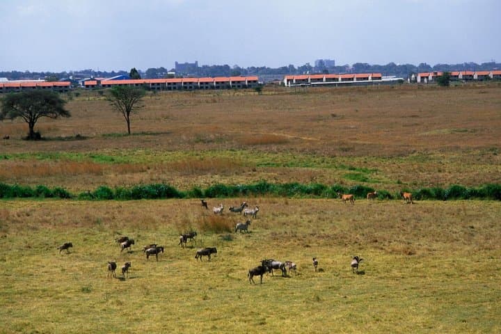 Nairobi National Park Half Day Guided Tour Tour with Free WiFi