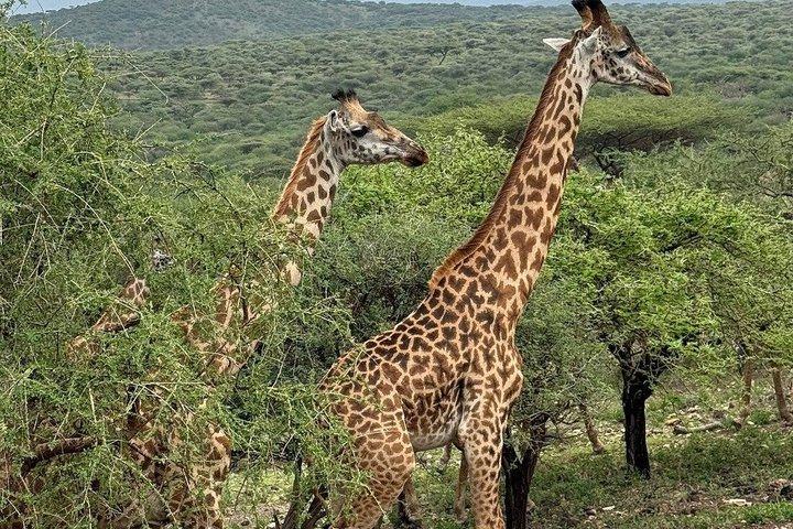 2 Day Classic Lodge Safari in Tarangire and Ngorongoro Crater
