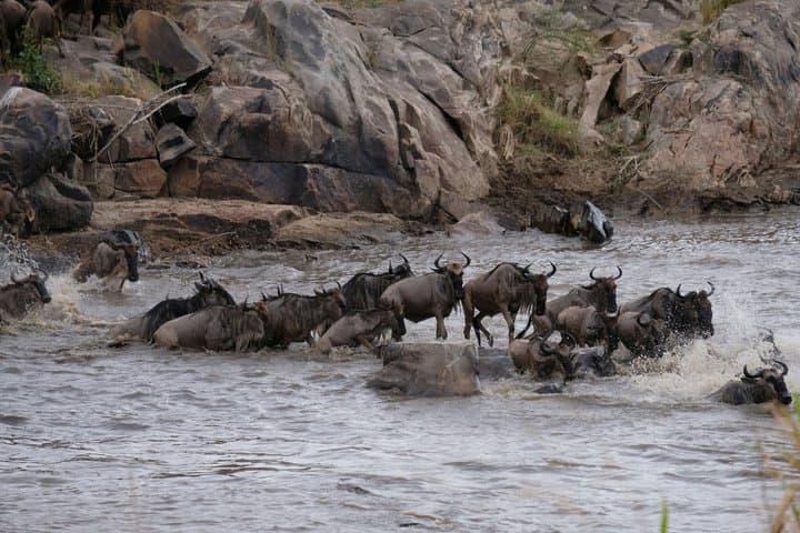 3 Days Masai Mara Budget Safari