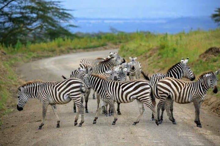 Buffelsfontein game reserve And Bird watching At West Coast Park