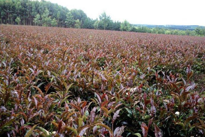 Day tour to Gatura Greens Purple Tea Farm