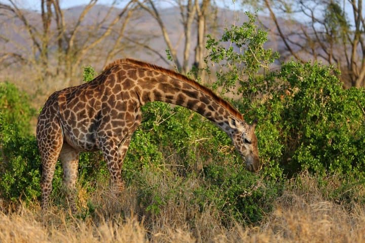 4 Days 3 Nights Maasai Mara and Lake Nakuru Group Safari