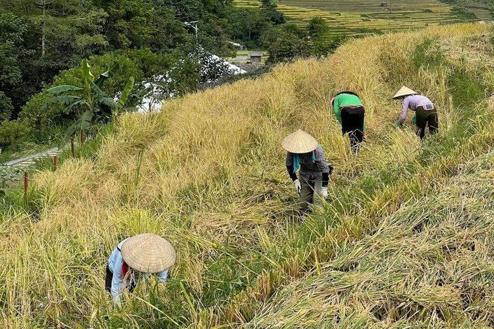Hanoi: 3-Day Sapa Trek & Ta Van Village Homestay