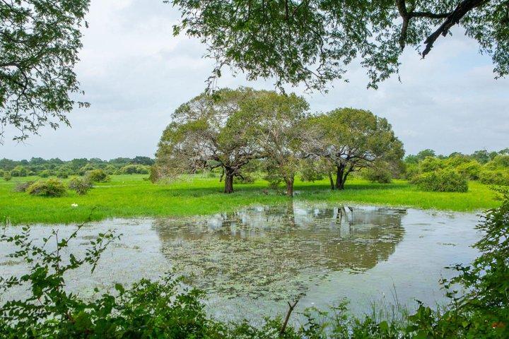 Yala National Park Private Jeep Safari with Entrance Ticket