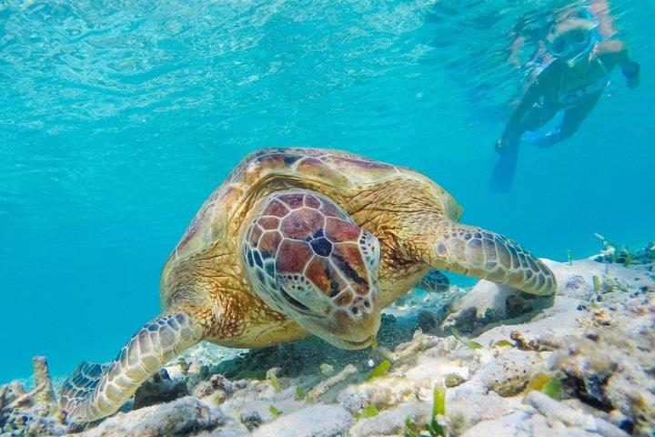 Daymaniyat Islands Snorkeling from Muscat – Marine Reserve