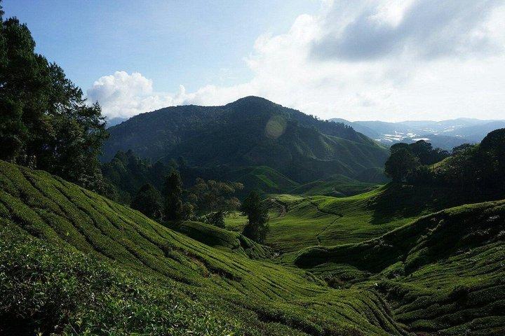 Cameron Highlands Fullday Discovery Package B Shared Tour
