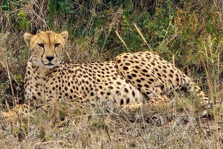 Elephant Orphanage, Giraffe Centre& optional Nairobi NationalPark
