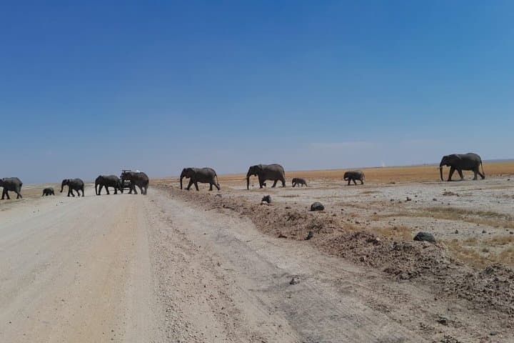 Amboseli Daytrip from Nairobi