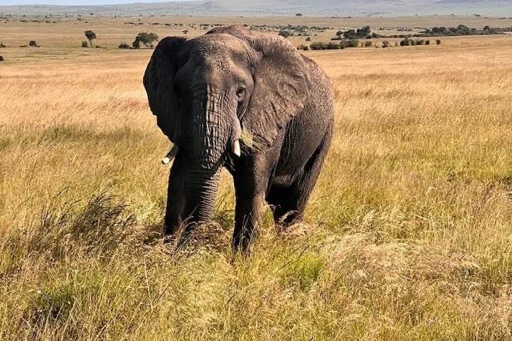 Amboseli Daytrip from Nairobi