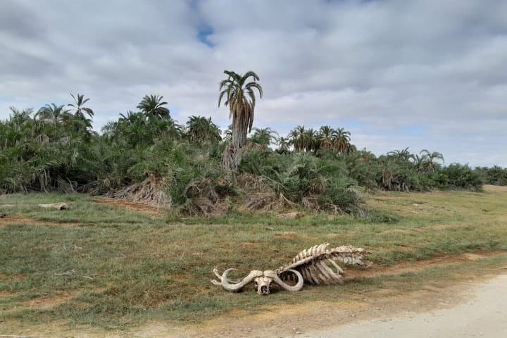 Amboseli Daytrip from Nairobi