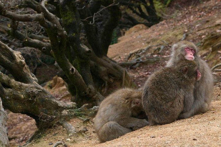 T1 Kyoto Arashiyama: Zen, Nature & Riverside Walking Tour