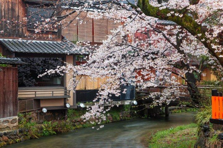 T8 Kyoto: Seasonal Cherry Blossoms & Omihachiman Canal Cruise
