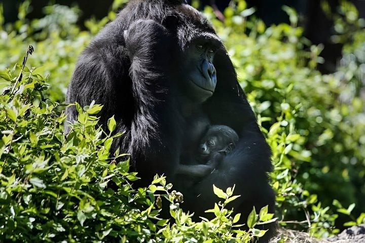 2 Day Gorilla Trekking Safari at Bwindi Impenetrable Forest