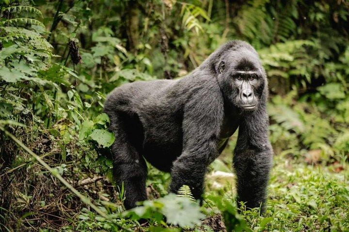 2 Day Gorilla Trekking Safari at Bwindi Impenetrable Forest