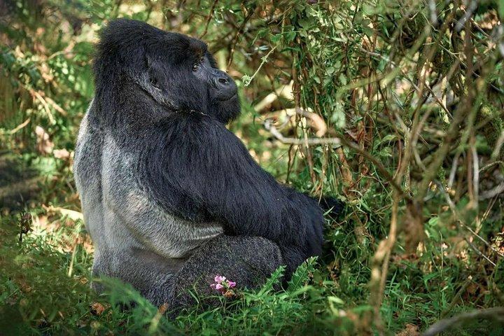 2 Day Gorilla Trekking Safari at Bwindi Impenetrable Forest