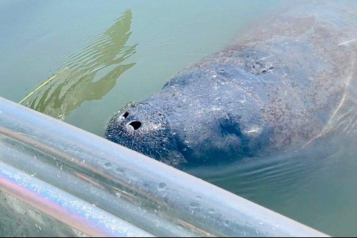 Clear Kayak Morning Tour in Anna Maria Island