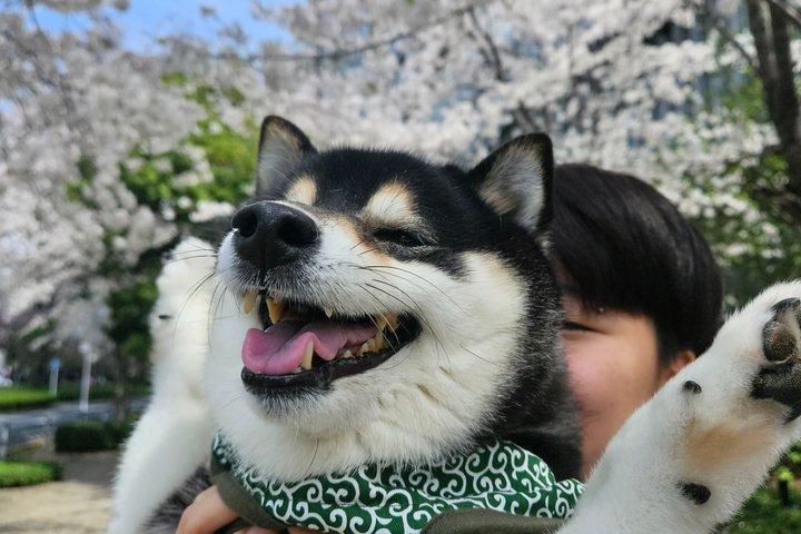 Tokyo Private Cherry Blossom Tour with a Shiba Inu & Shrine Walk