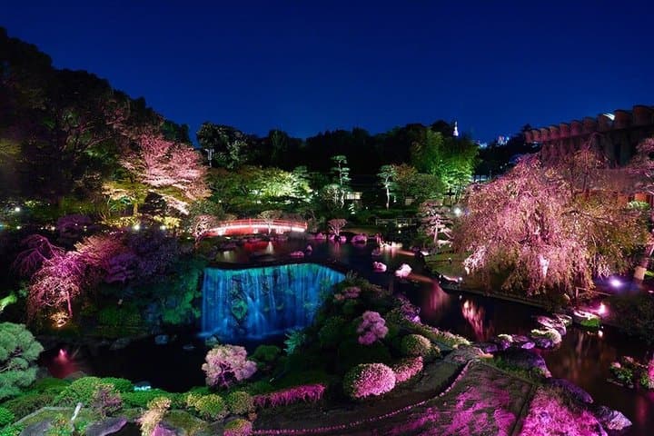 Tokyo Cherry Blossom Night Tour – Private Yozakura Experience
