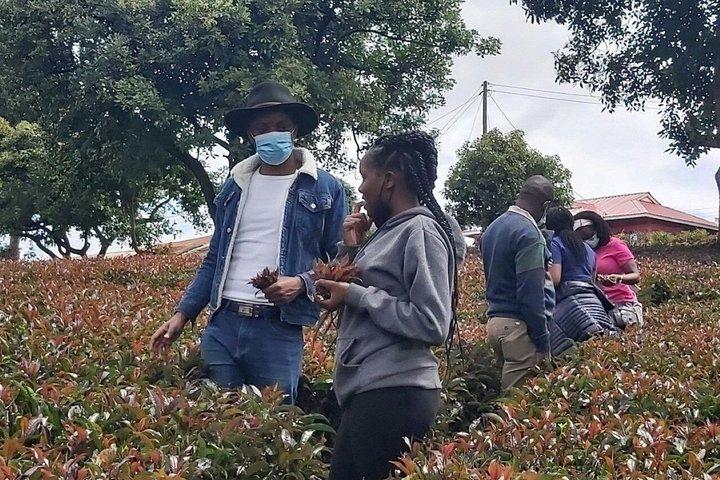 Day tour to Gatura Greens Purple Tea Farm