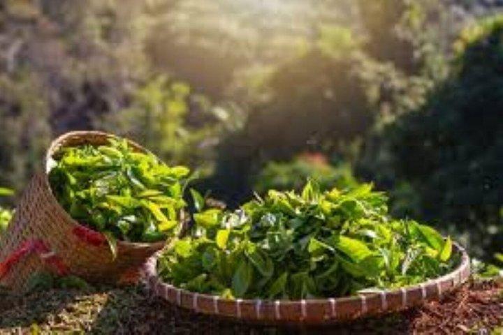 Day tour to Gatura Greens Purple Tea Farm