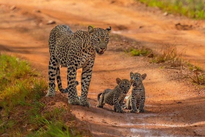 Special Leopards Safari Yala National park - 04.30 am to 11.30 am
