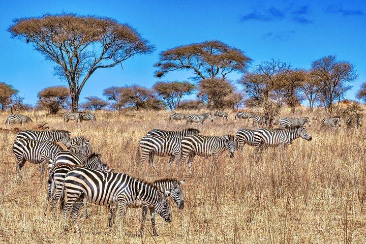 7 Day Big Five and Great Migration Serengeti Safari Tour