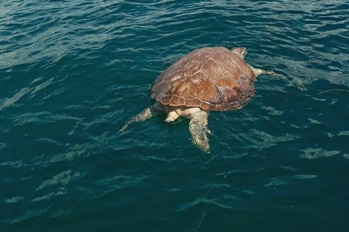 Snorkeling and fishing in Puerto Morelos