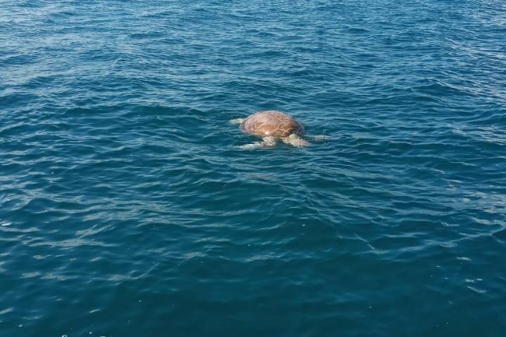 Snorkeling and fishing in Puerto Morelos