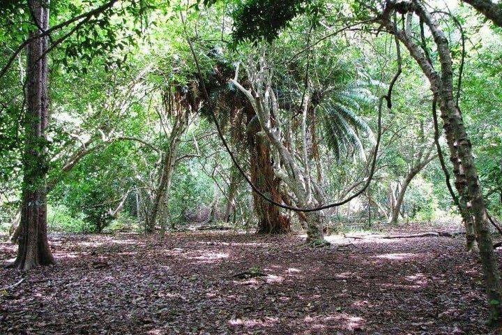 Diani Beach: Kaya Kinondo Sacred Forest Guided Tour