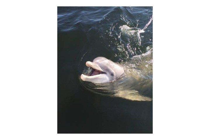 2-Hour Private Dolphin Boat Tour to Shell Island