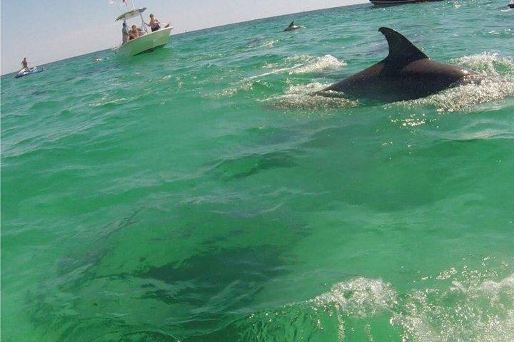 2-Hour Private Dolphin Boat Tour to Shell Island