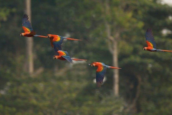 3 Day Amazon Jungle Wildlife Tour from Cusco