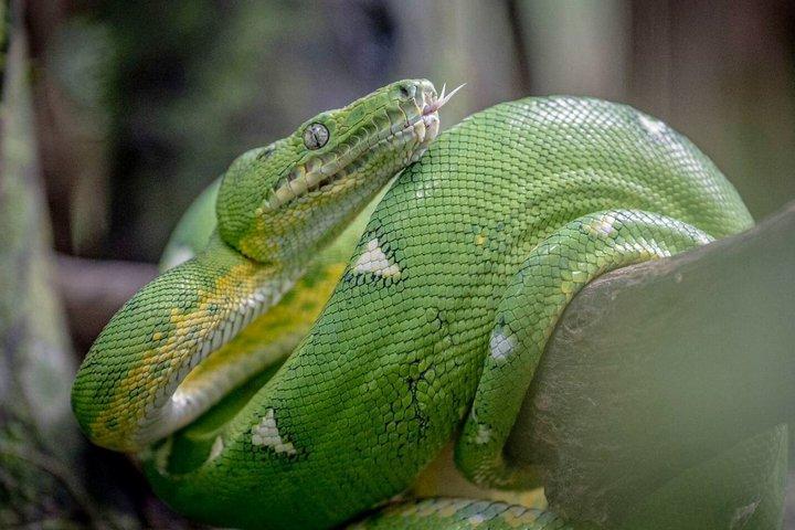 3 Day Amazon Jungle Wildlife Tour from Cusco