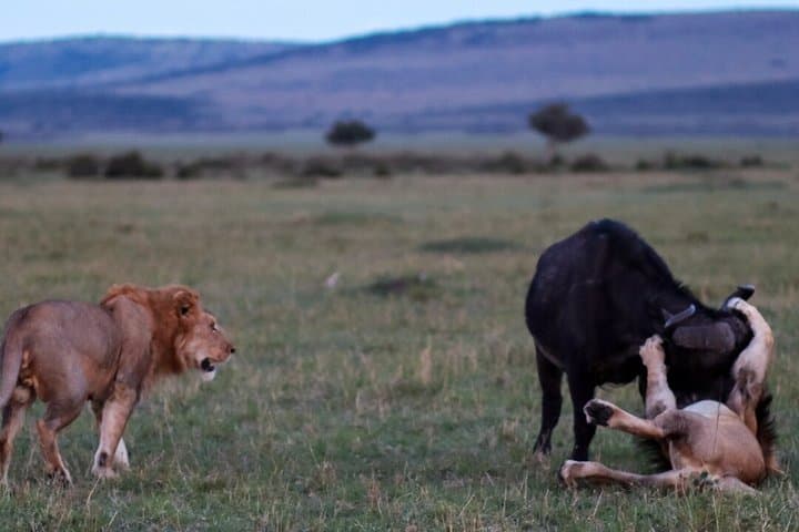 4 Days 3 Nights Maasai Mara and Lake Nakuru Group Safari