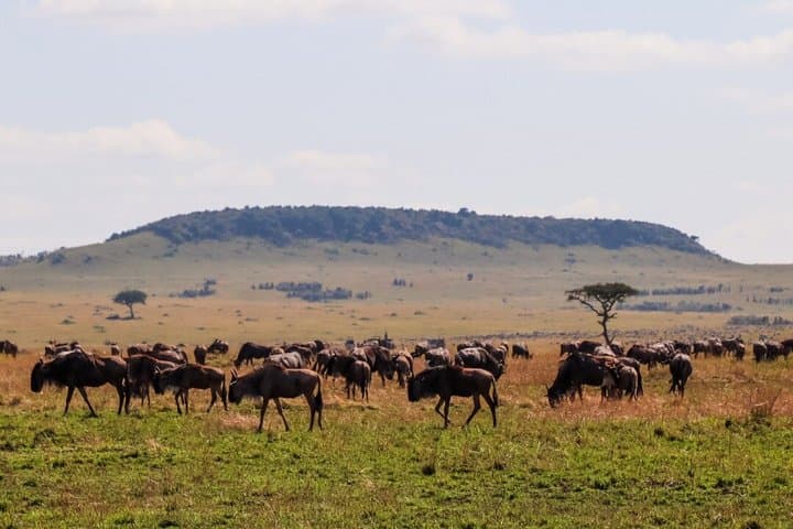 4 Days 3 Nights Maasai Mara and Lake Nakuru Group Safari