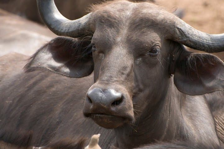 4 Days 3 Nights Maasai Mara and Lake Nakuru Group Safari