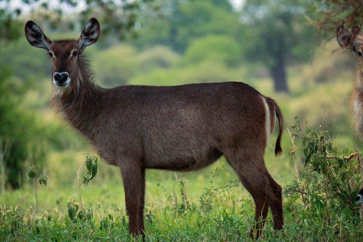 3 Day Private Family Safari Experience with Comfort for Children