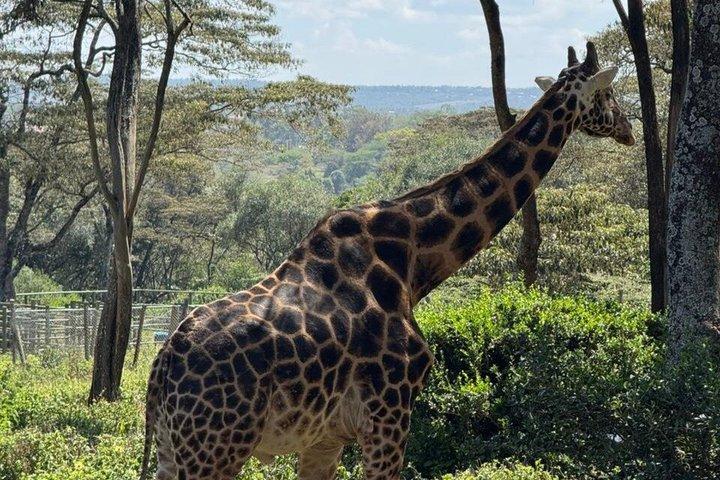 Nairobi City Day Tour