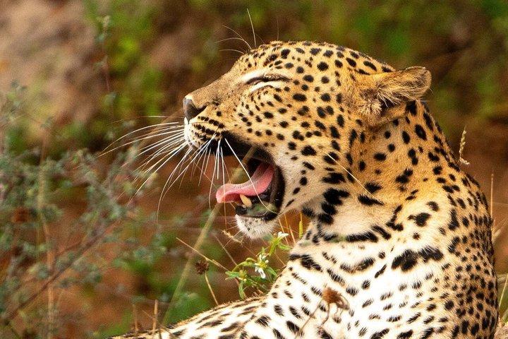 Wilpattu National Park Safari Tour