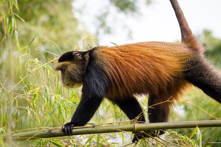 One Day Golden Monkey Trekking in Volcanoes National Park