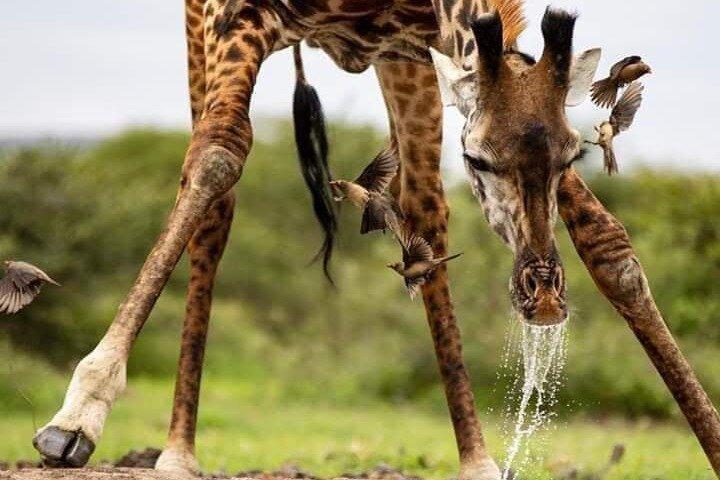 4 Days Best of Masai Mara and Lake Nakuru Nature trail safari.