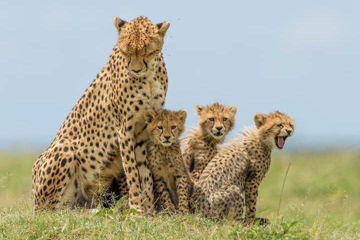 4 Days Best of Masai Mara and Lake Nakuru Nature trail safari.