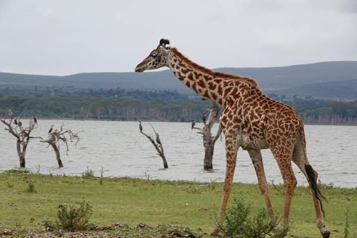 4 Days Best of Masai Mara and Lake Nakuru Nature trail safari.