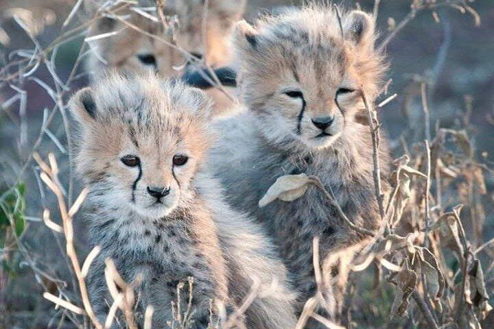 4 Days Best of Masai Mara and Lake Nakuru Nature trail safari.