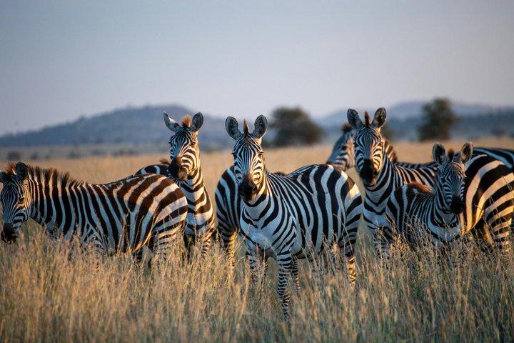 4 Day Tanzania Safari Tarangire Ngorongoro and Lake Manyara